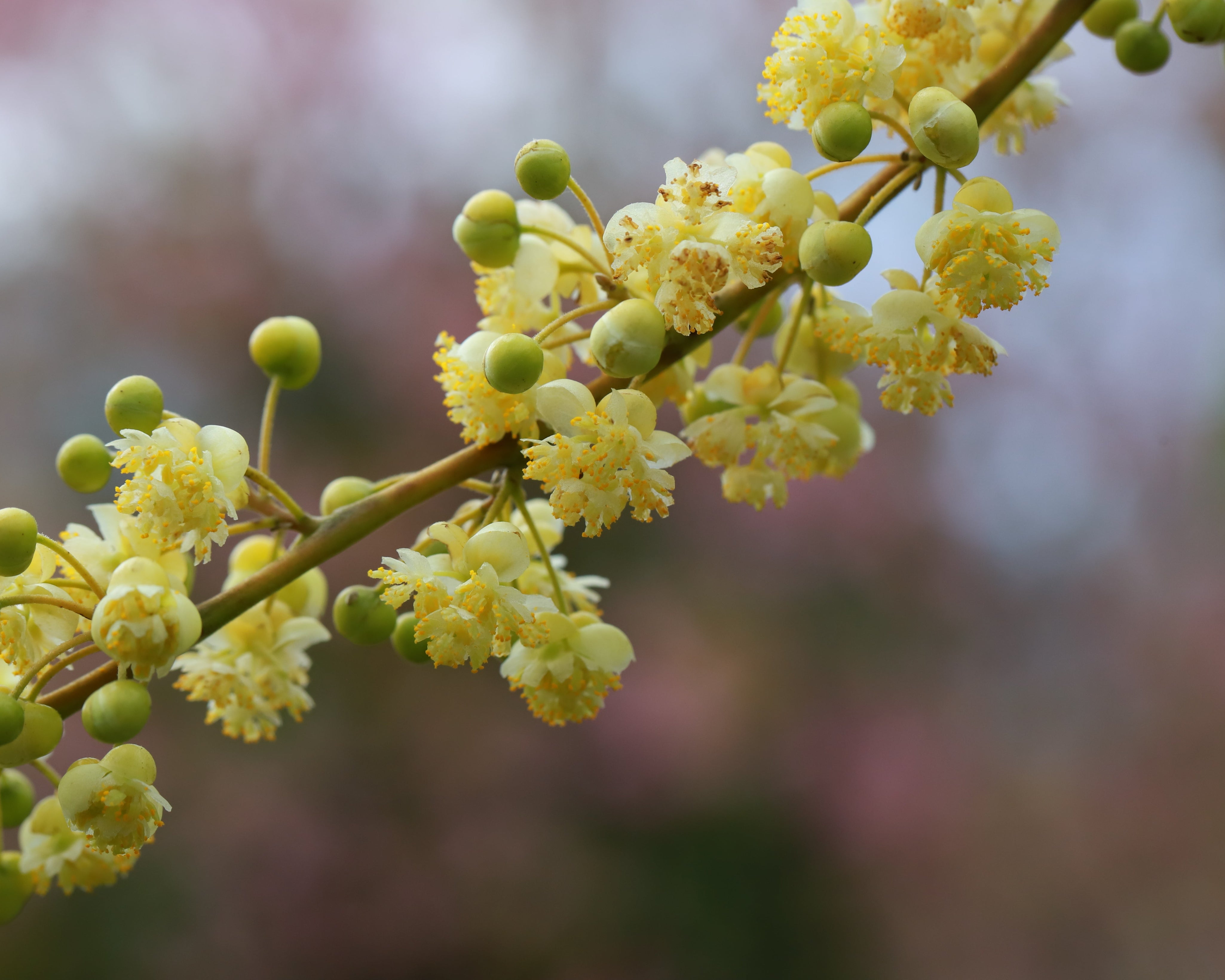 may chang plant