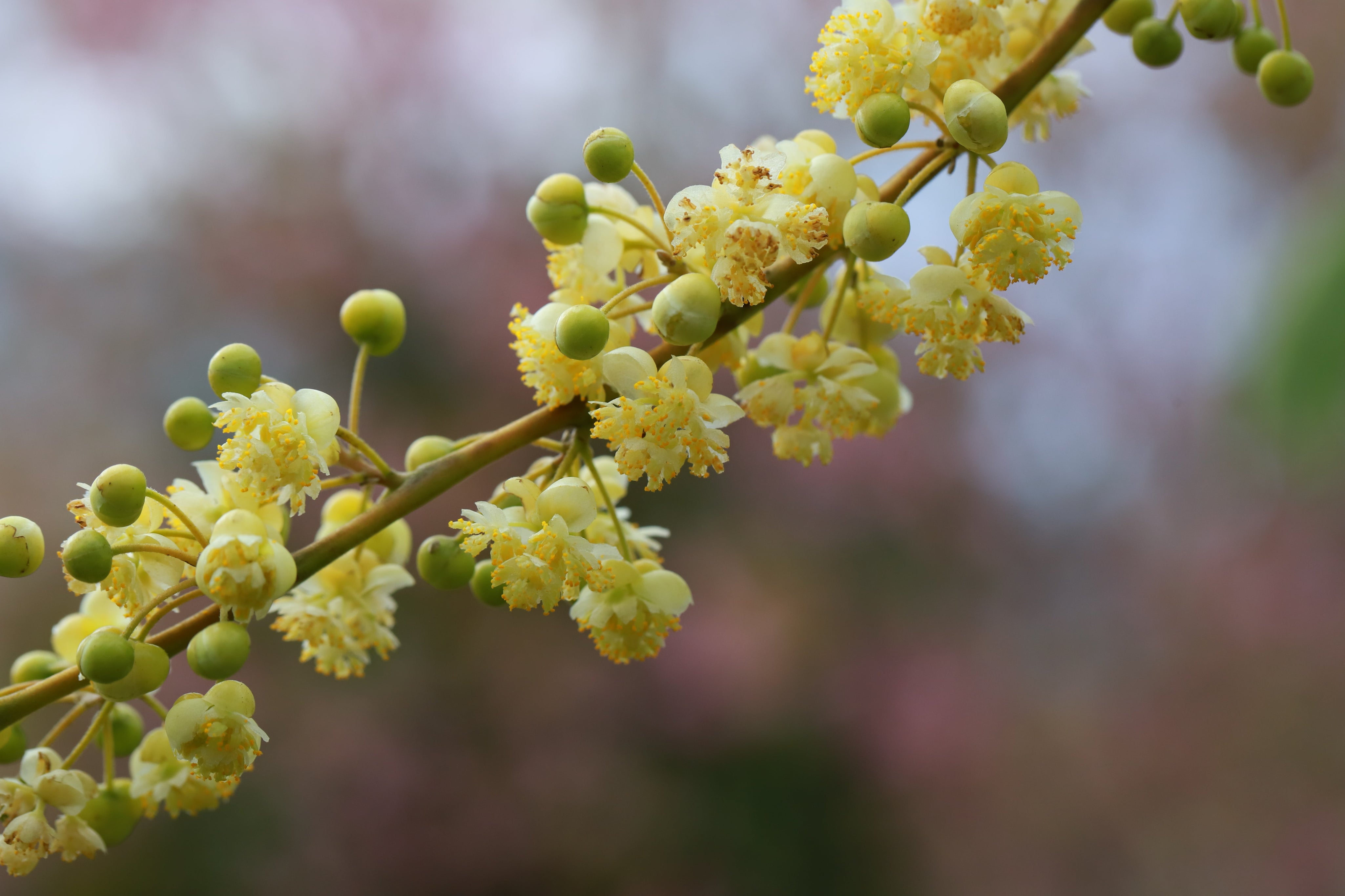 may chang plant
