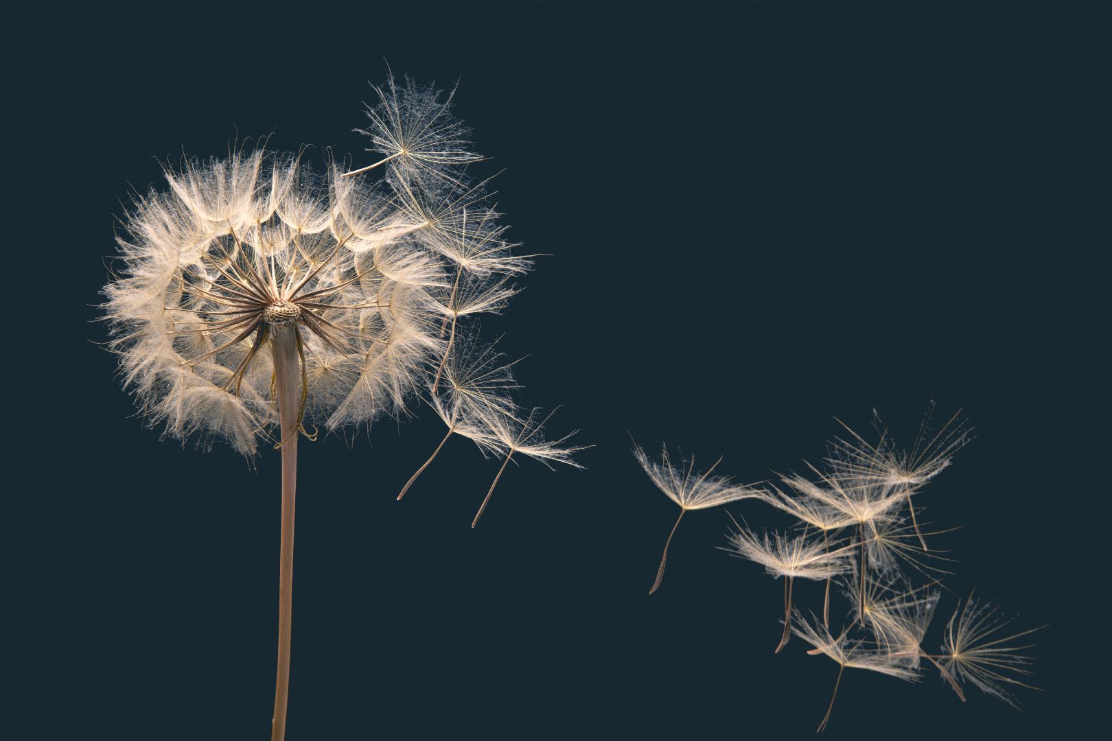 dandelion blown away