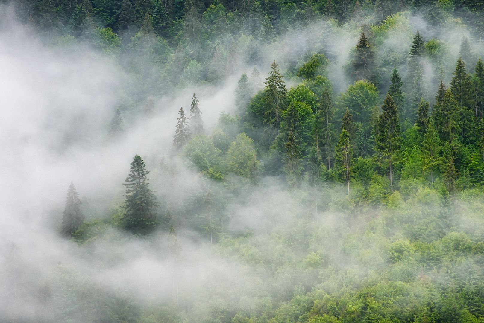clouds in forest