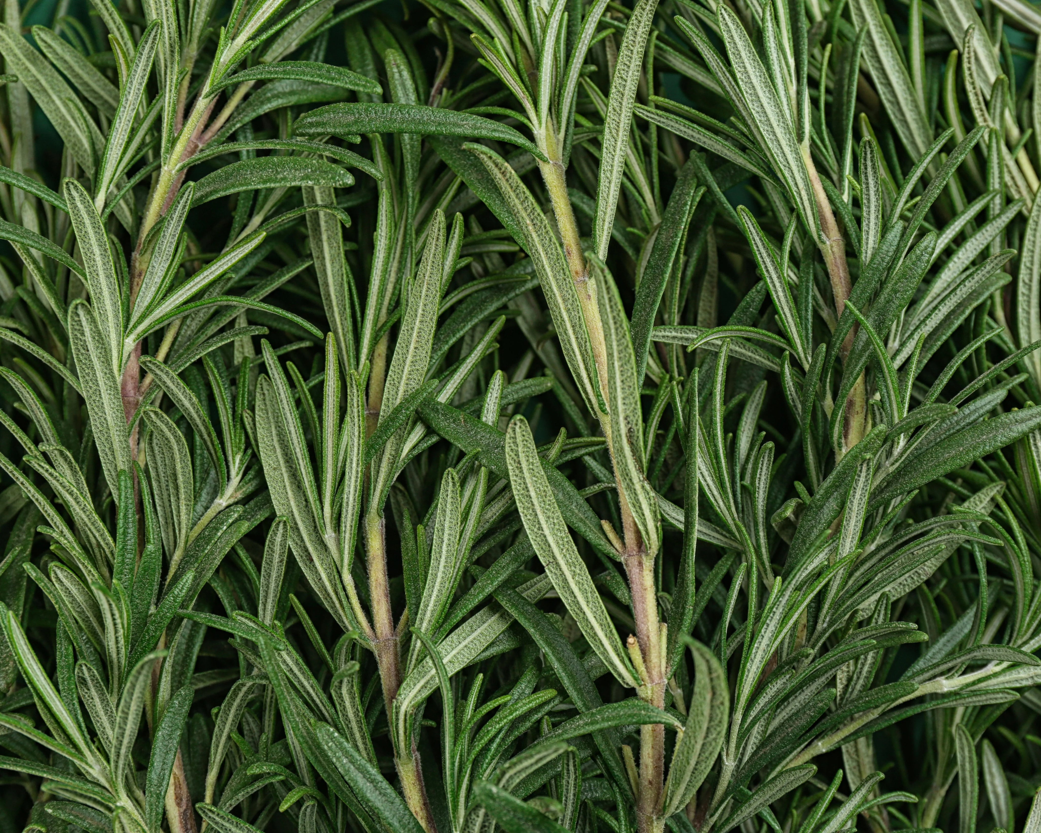 Силата на розмарина за косата: Древната мъдрост среща Модерната грижа за косата