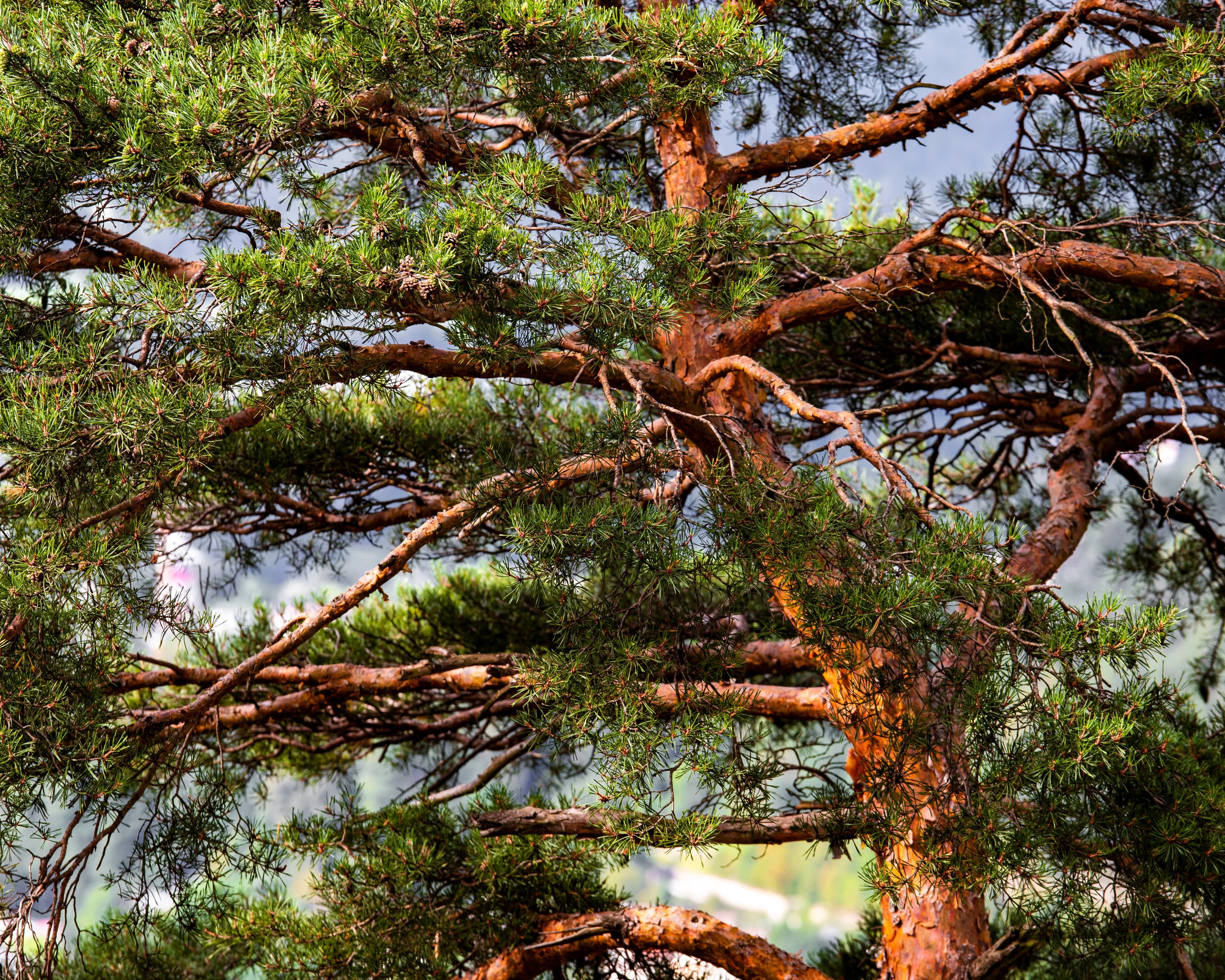 Scots Pine 