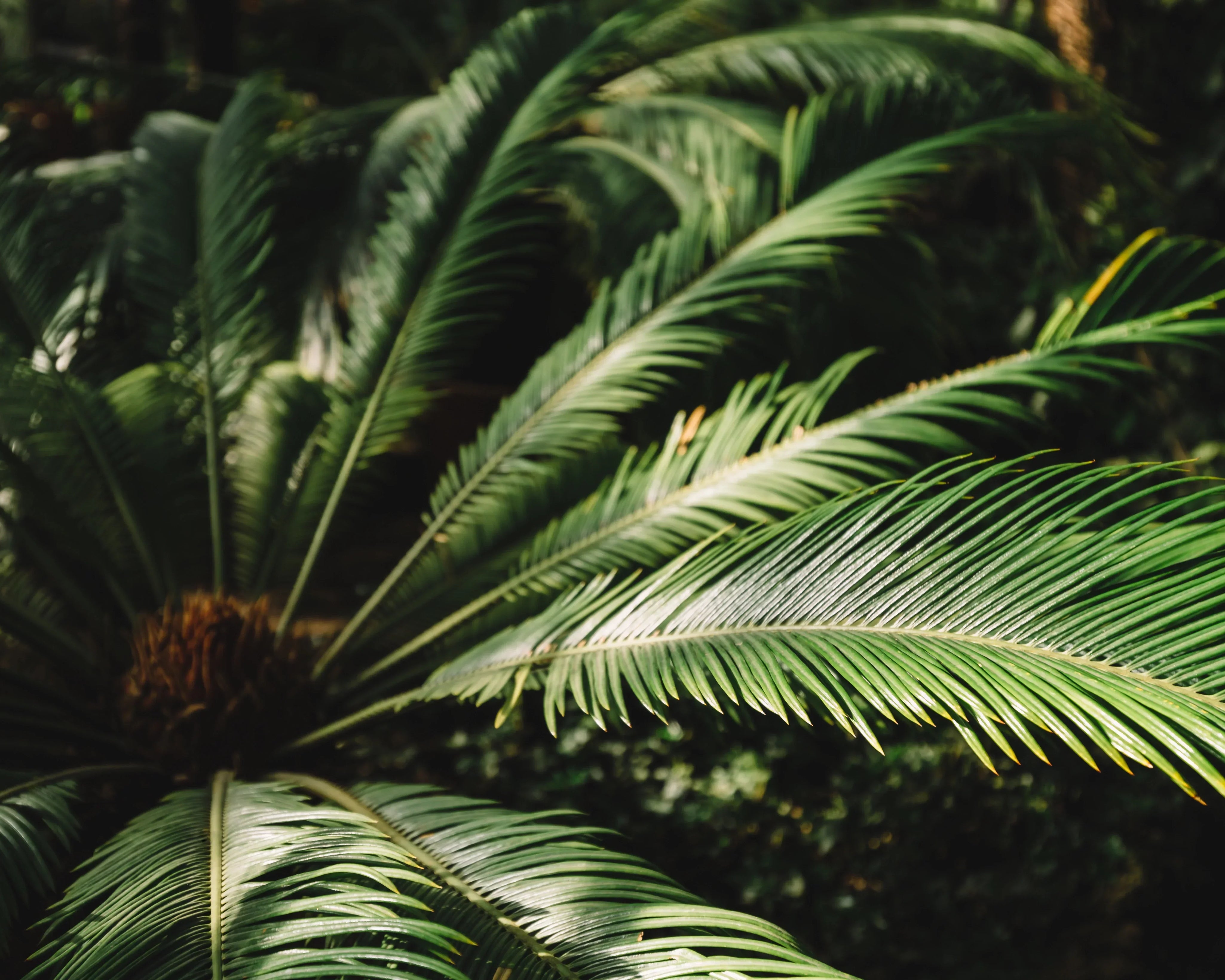 leaves of babasu tree