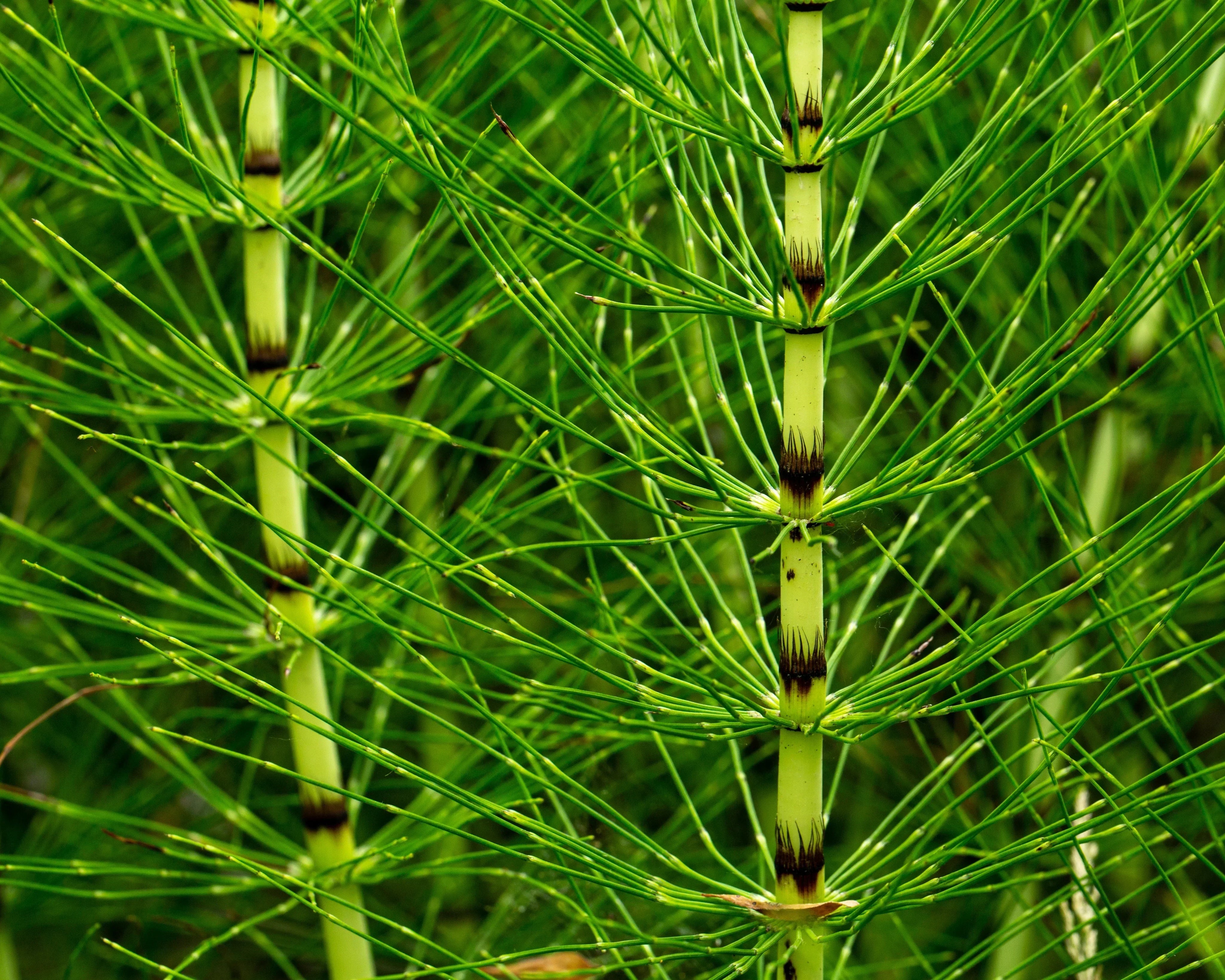 horsetail plant