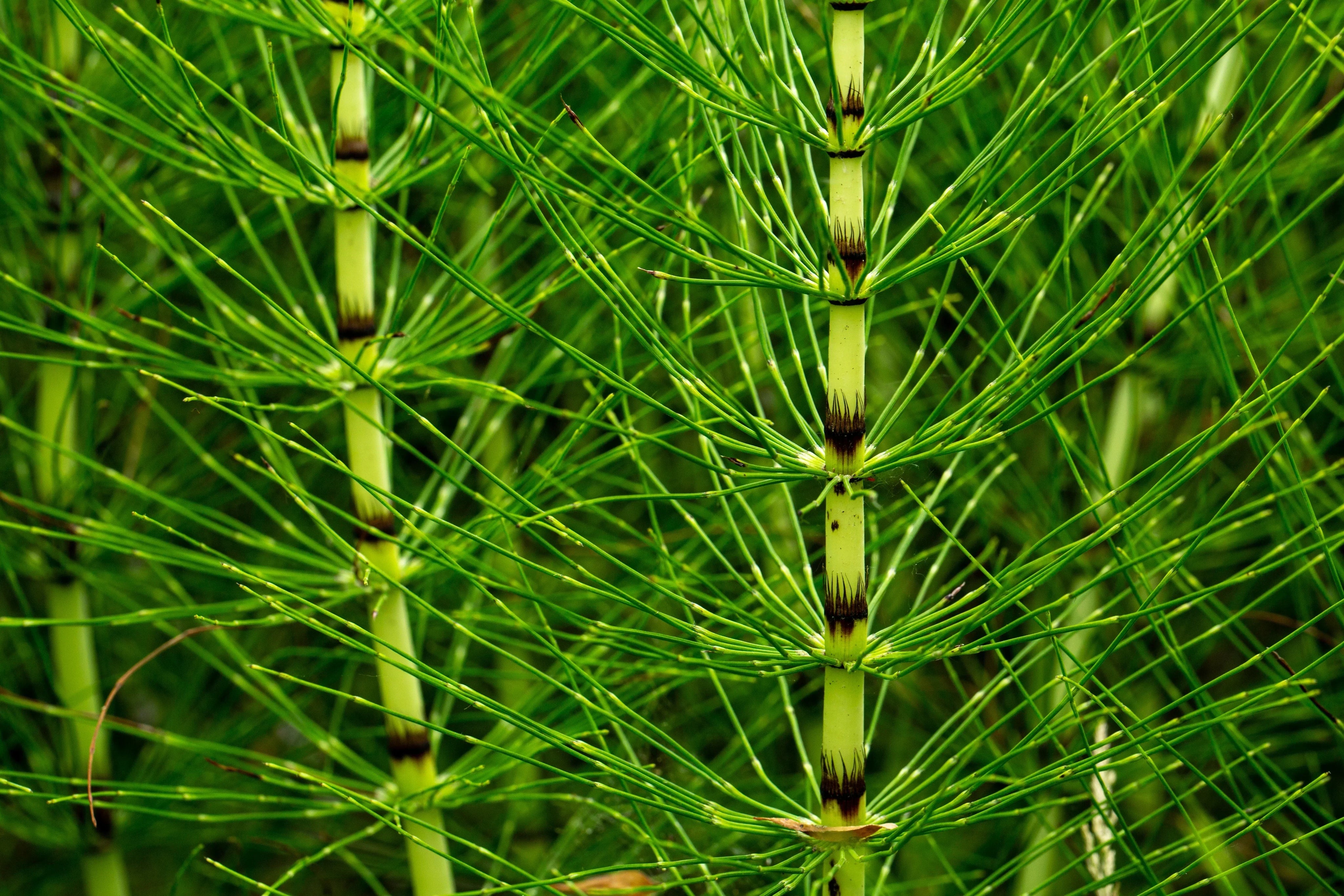 horsetail plant