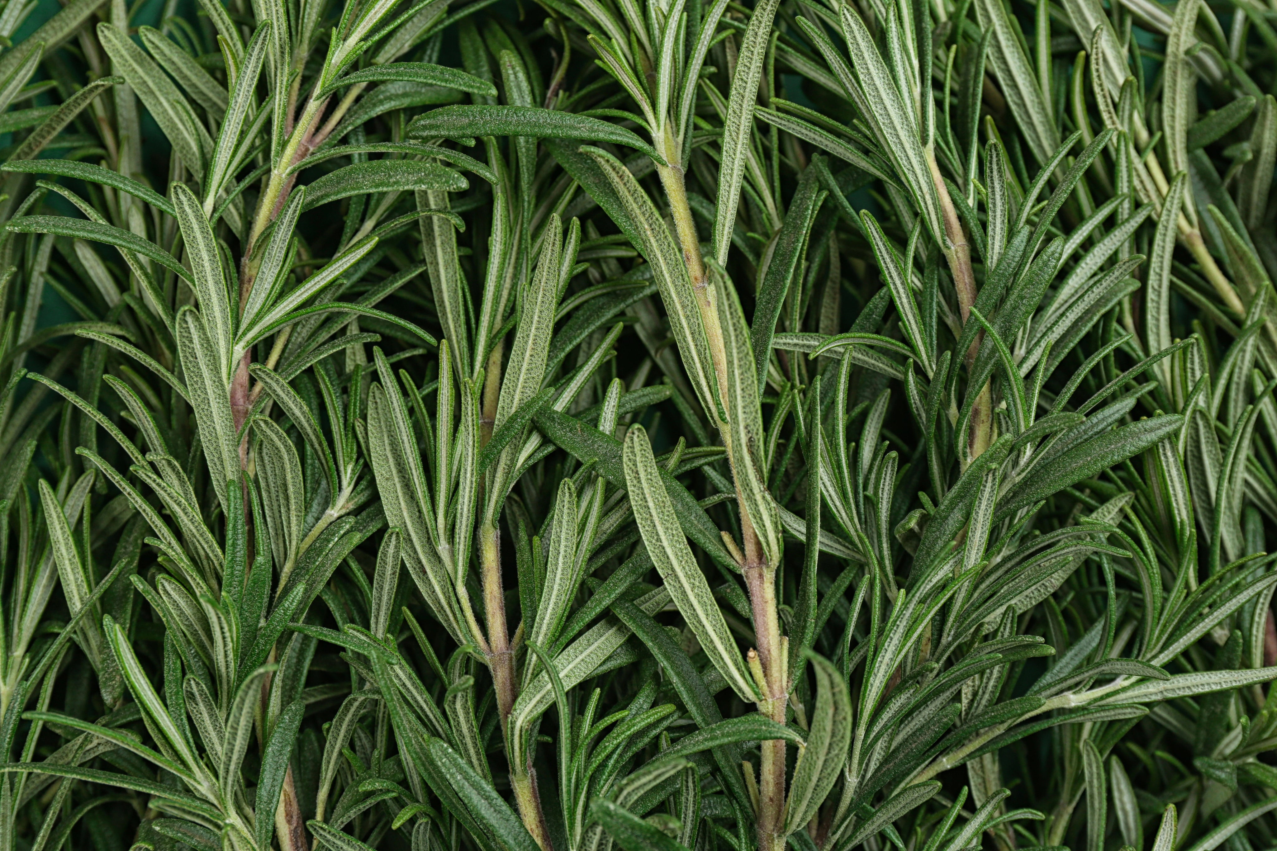 rosemary plants close up