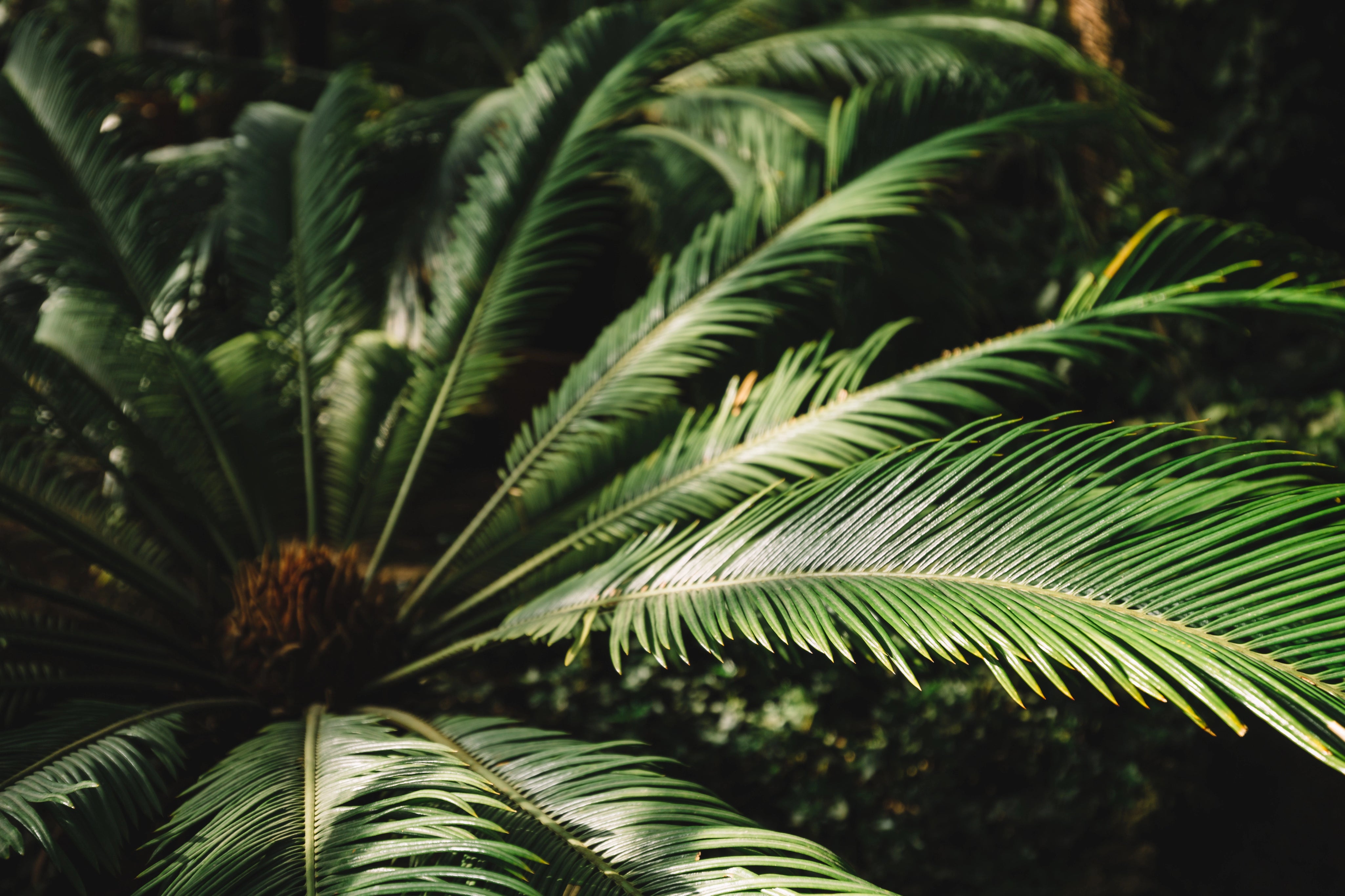 babasu plant tree leaf