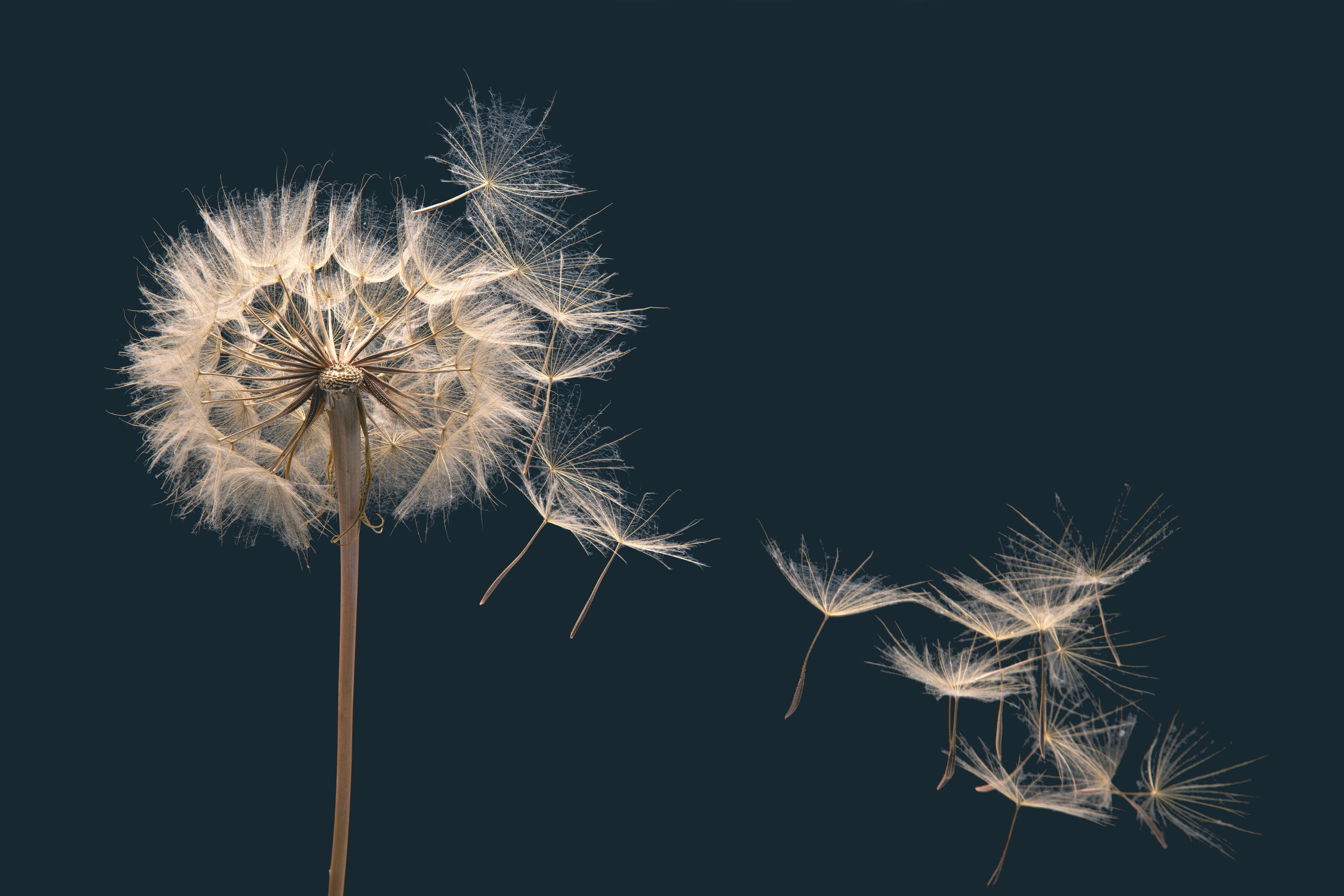 dandelion_blown_away.webp