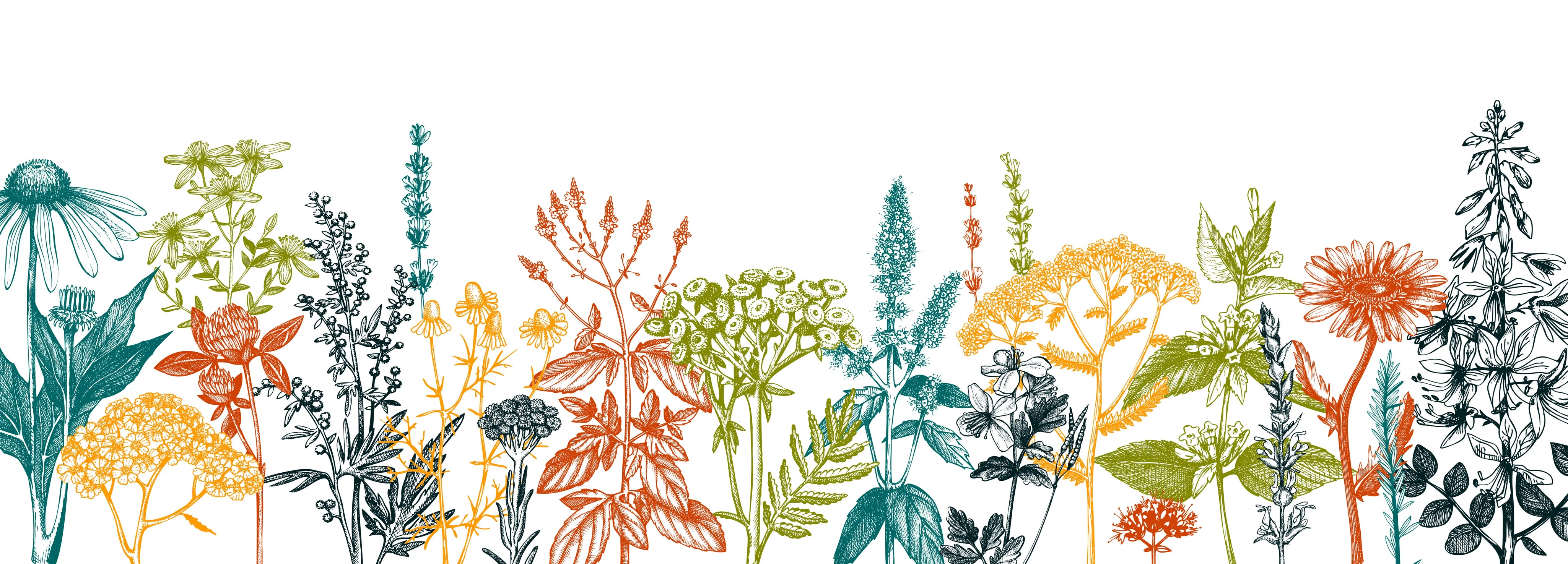 colourful graphic of various plants and flowers with health and wellness benefits