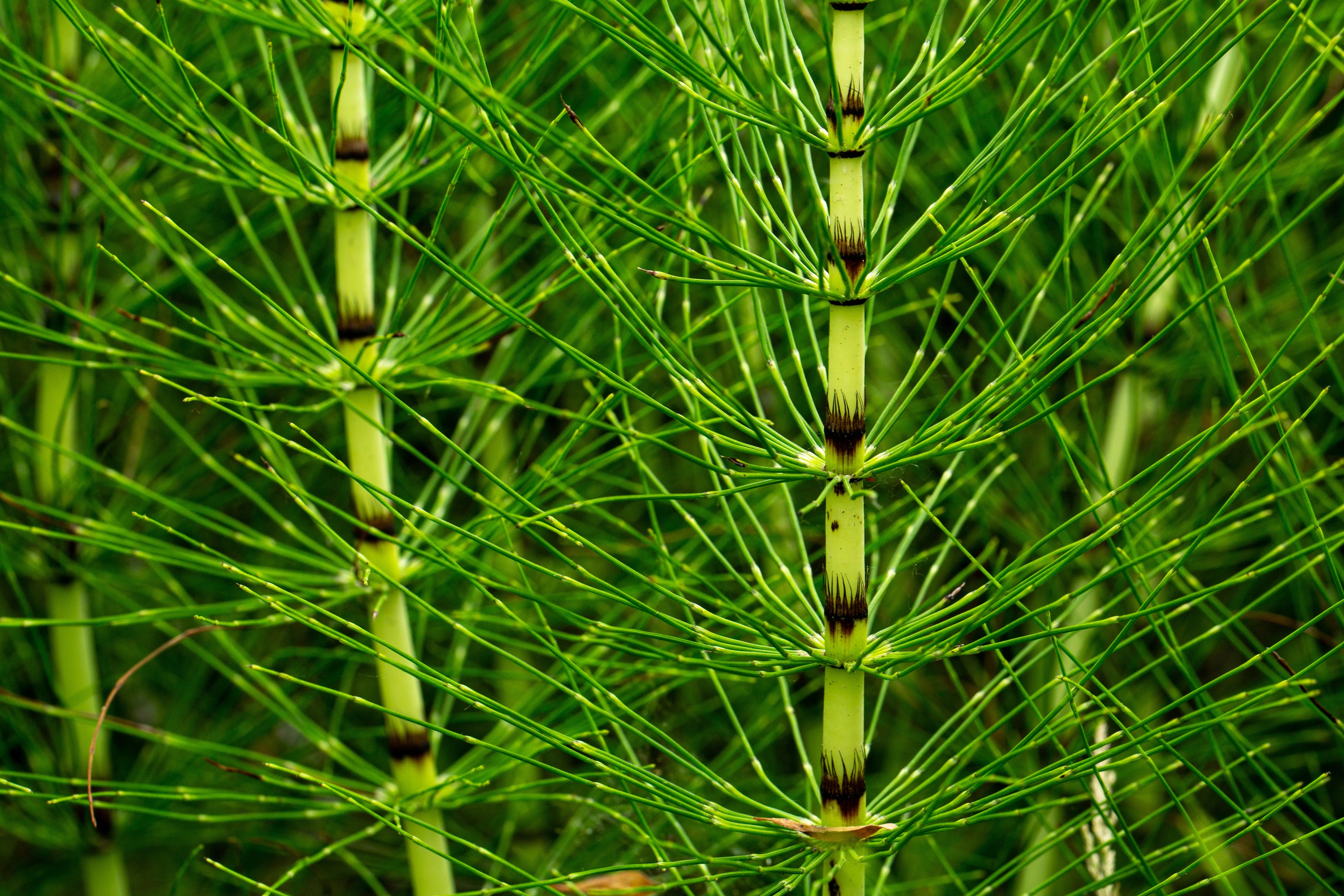 horsetail plant