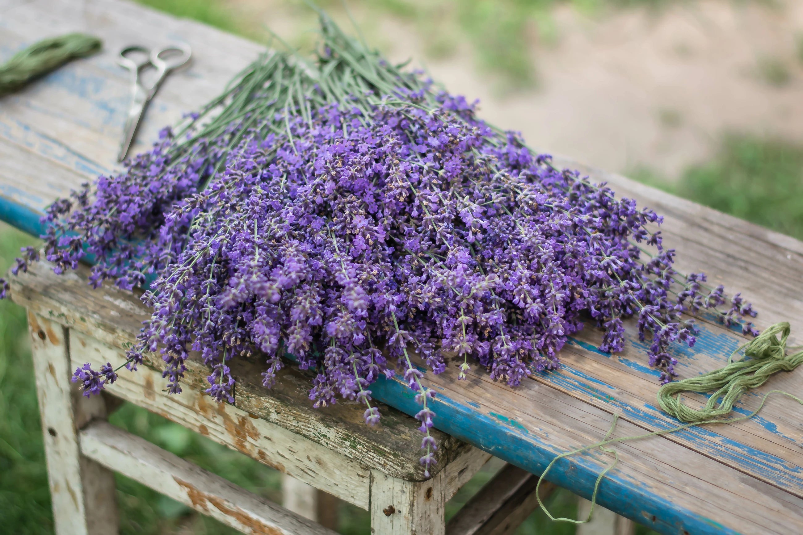 lavender_plant.webp
